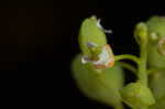 Roadside pennycress 